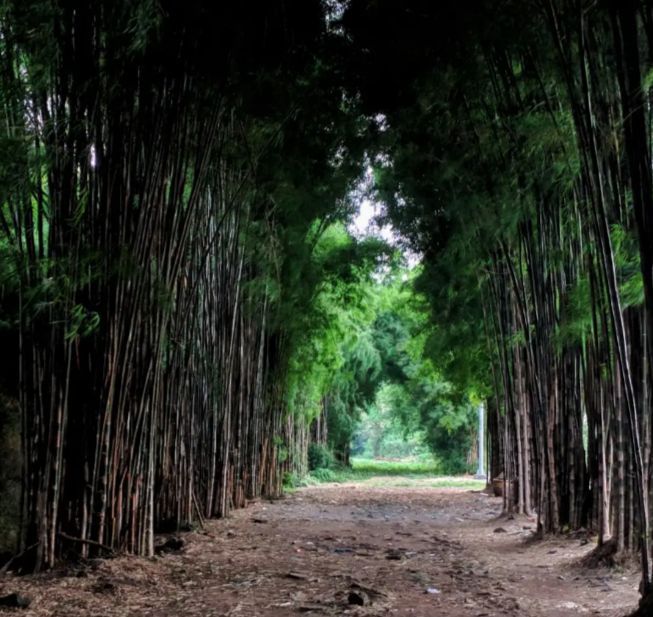 Hutan Bambu Keputih, Wisata Alam Unik yang ada di Surabaya